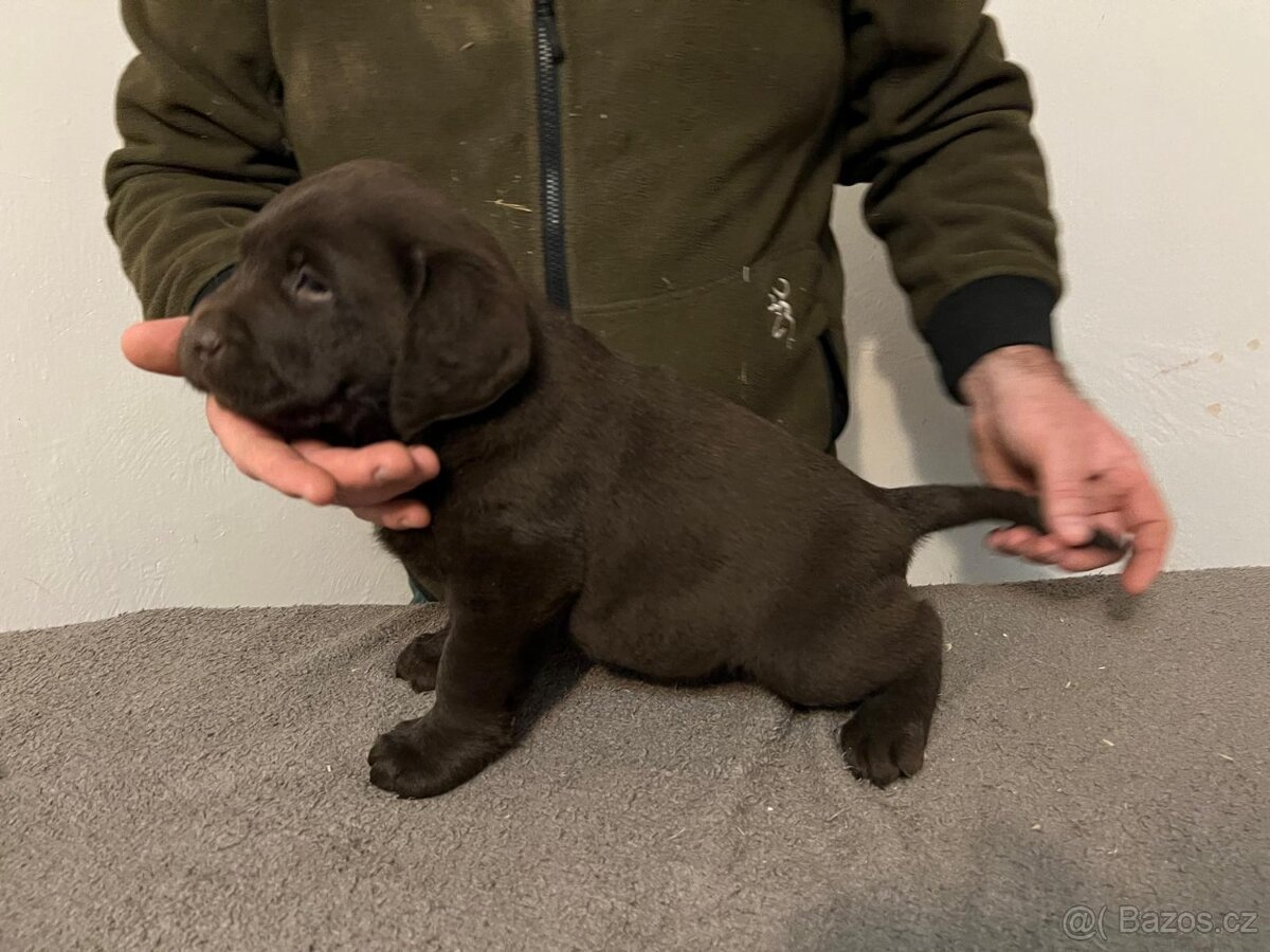 Labradorský retrívr - tmavě hnědá - 6