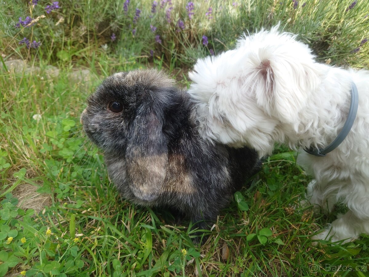 Zakrslá samička - 6