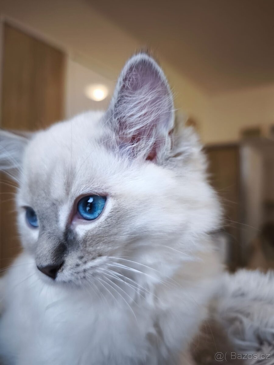 Ragdoll kocourek blue lynx s pp - 6