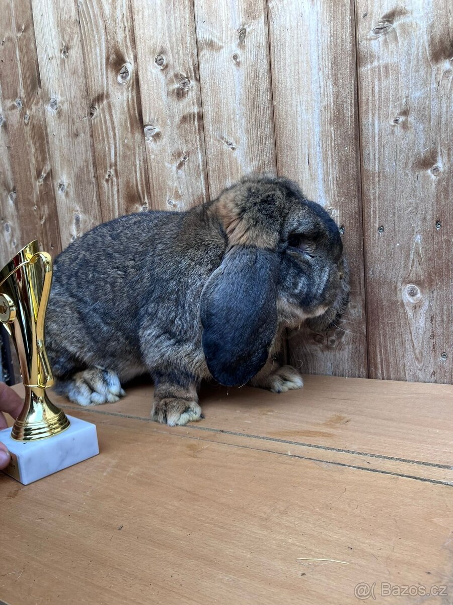 Francouzský beran s PP - 6