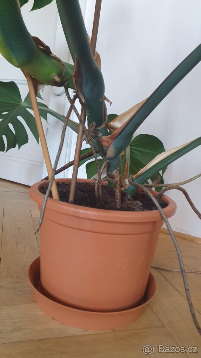 Monstera Deliciosa, 3 roky stará - 6