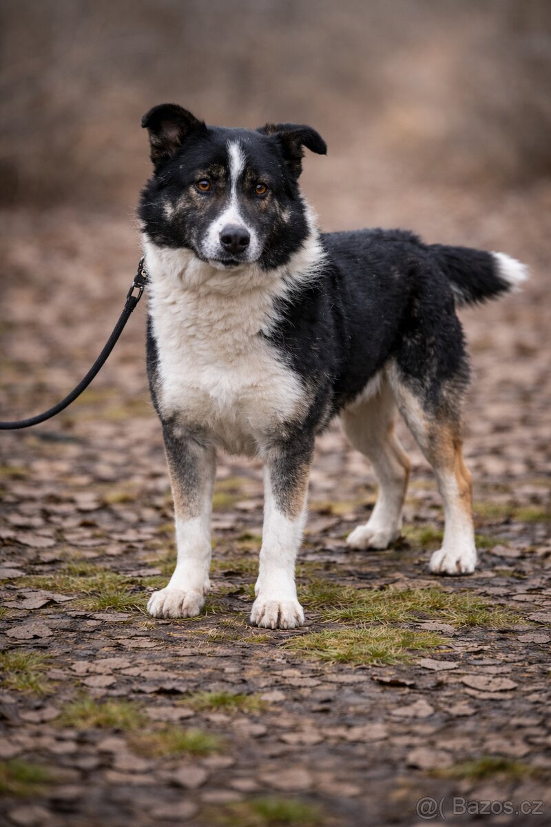 Gabby hledá domov - 6