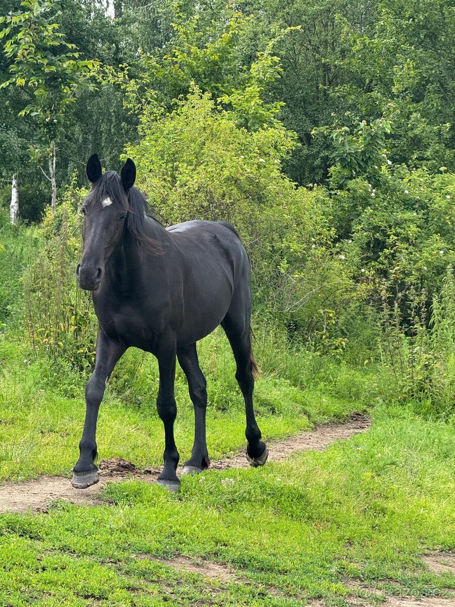 Mladá černá klisna - 6