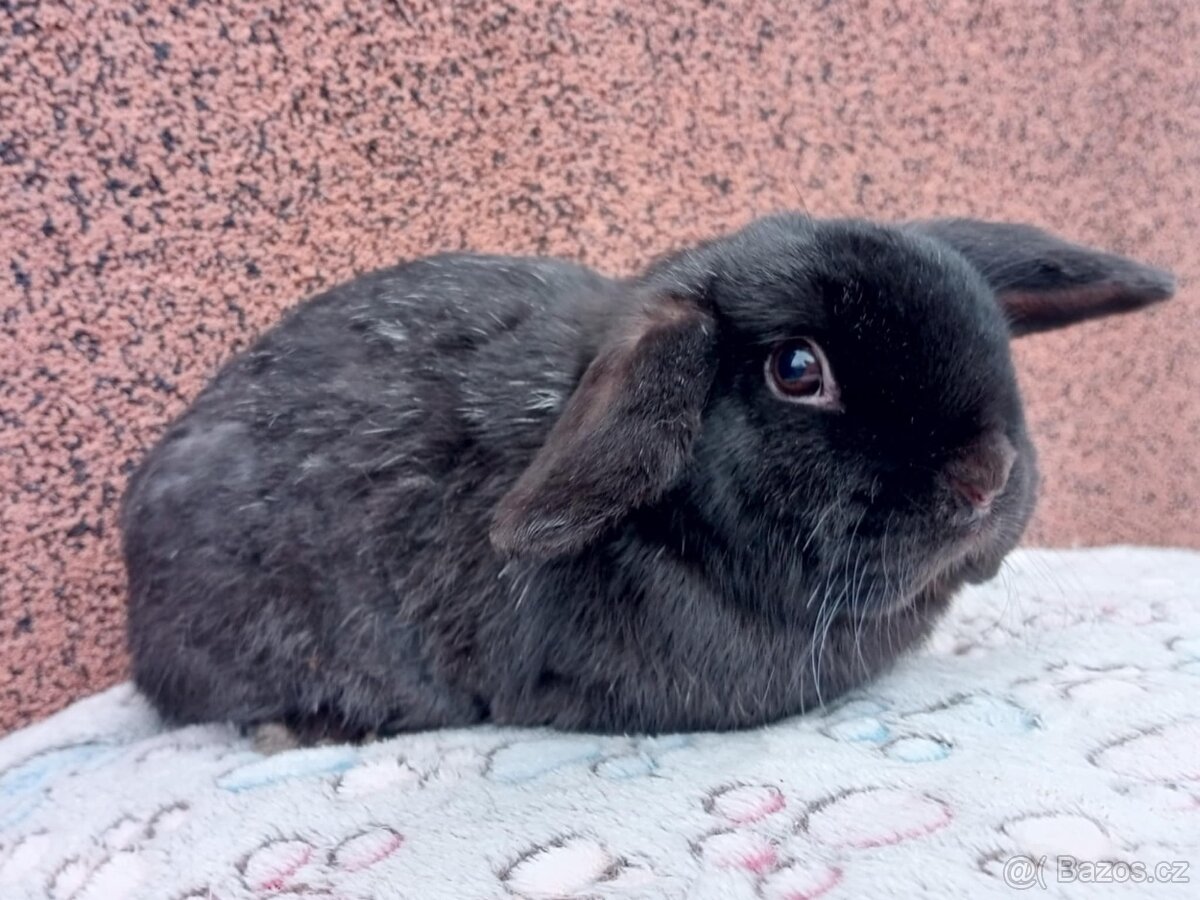 Volný Sameček - Anglický Zakrslý Beránek MiniLop🍑 - 6