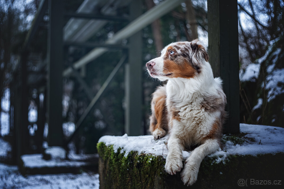 Pentacon 50/1,8 M42 - 6