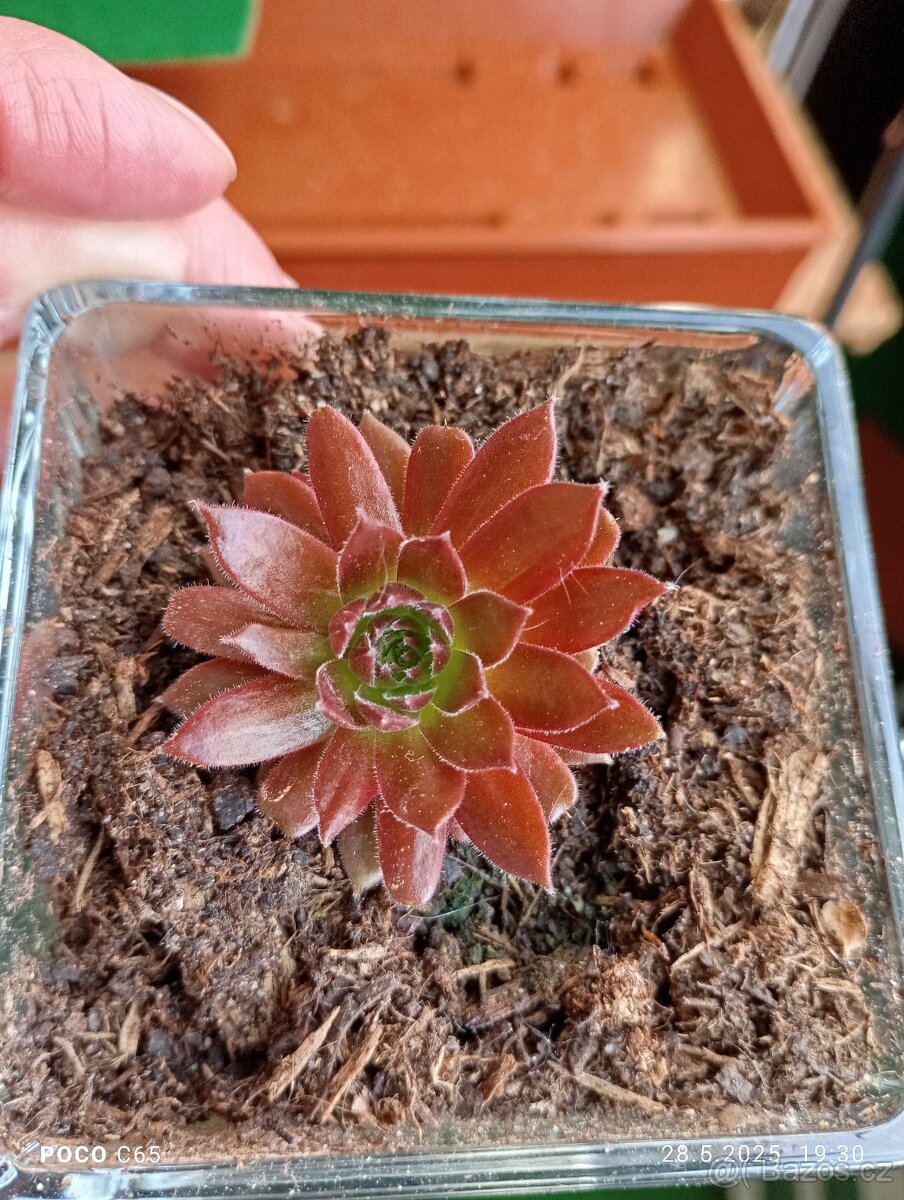 sazenice netřesků 5kč za kus,držáky na truhlíky,ačokča semen - 6