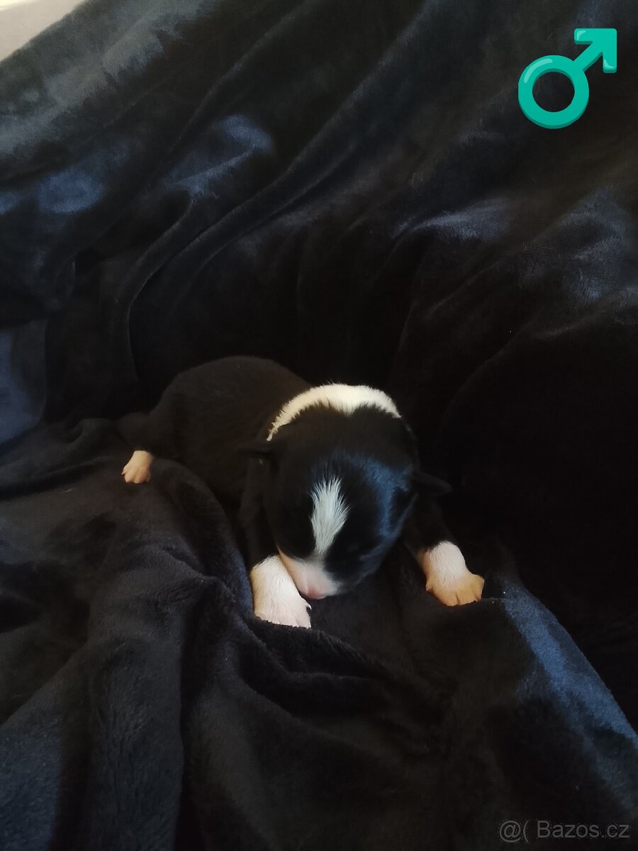 Border kolie štěně - 6