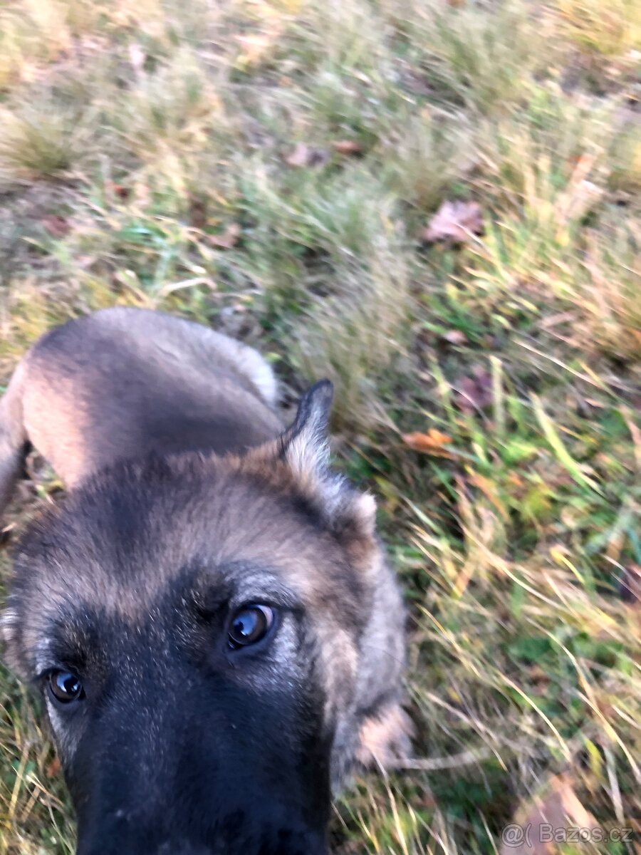 Stenata německého ovcaka - 6