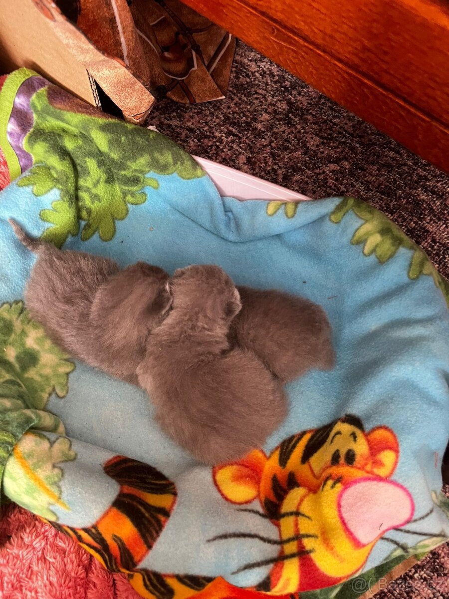 BRITSKÁ MODRÁ koťátka - 6