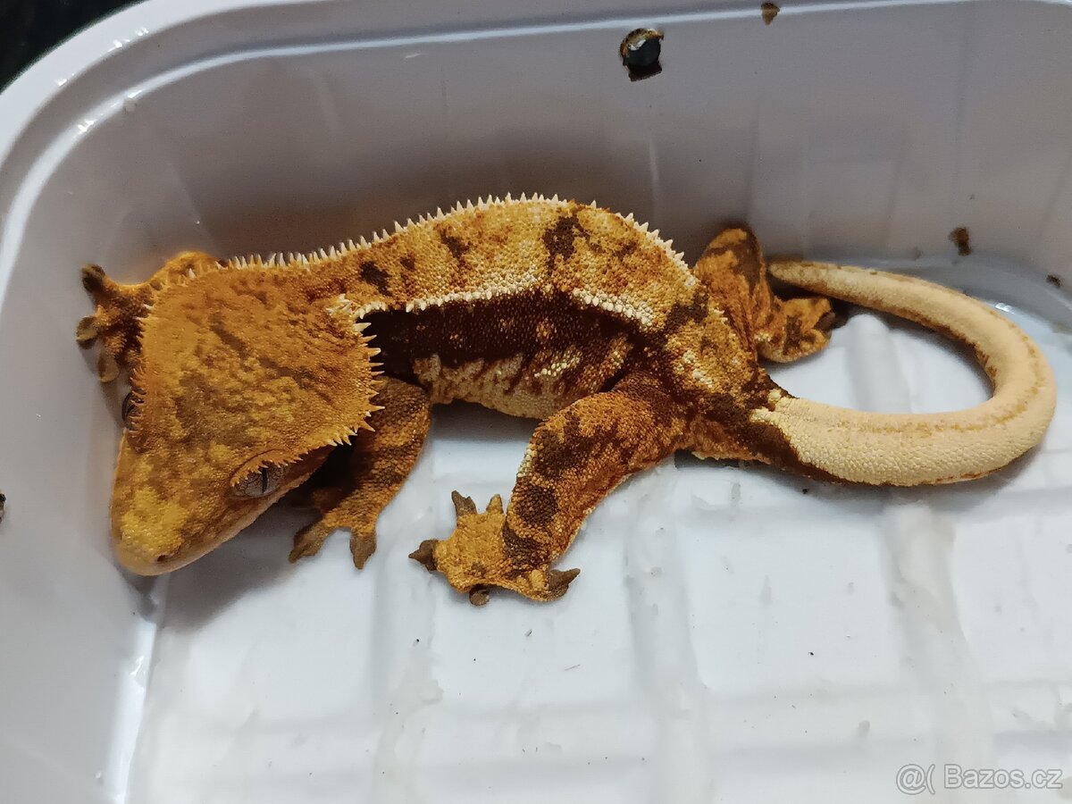 Pagekon řasnatý 1/3 - 6