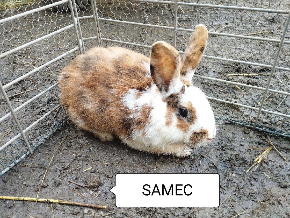 Králíci-otec Dalmatinský rex - 6