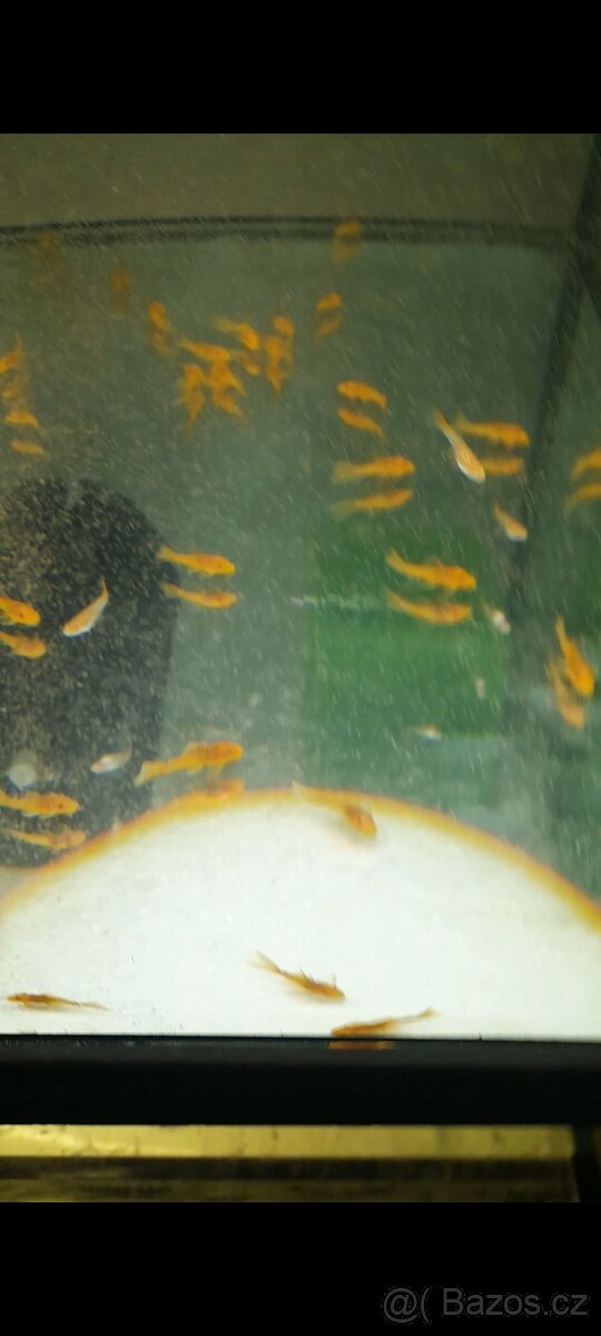 Prodám ancistruse l 144 lemon A obyč hnědé - 6