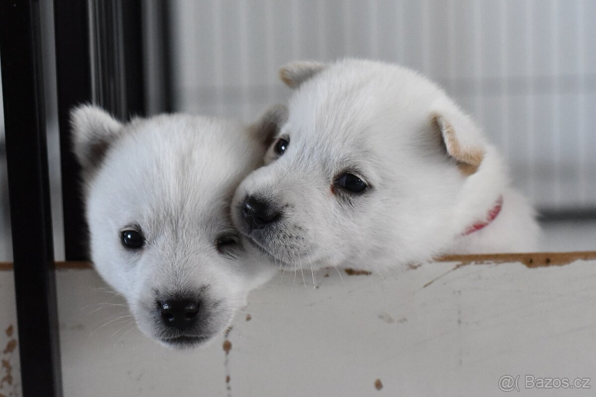 Kishu Inu štěňata s PP FCI - odběr na Vánoce - 6