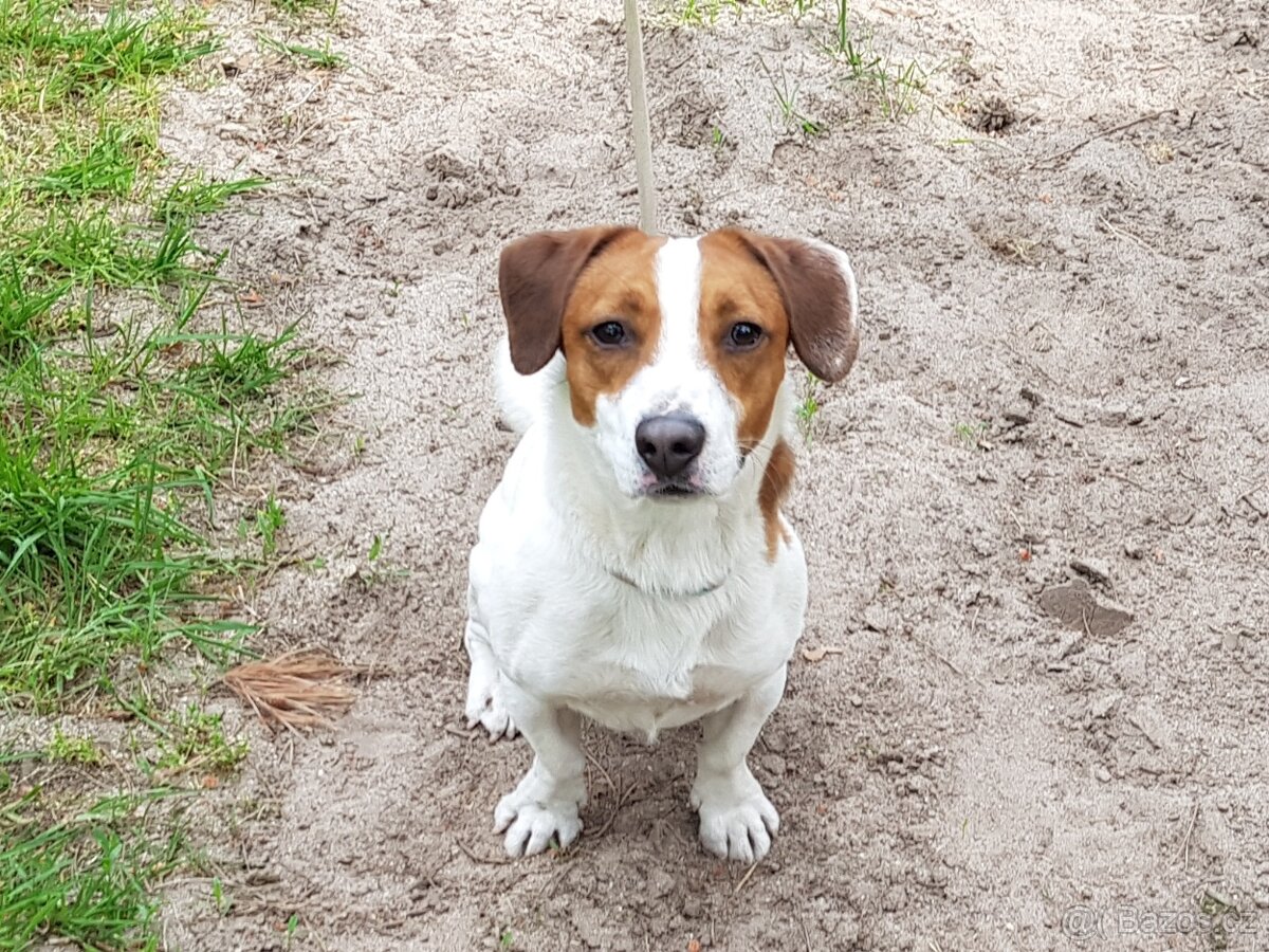MAX K ADOPCI - AKUTNÍ, JRT, mazel pro zkušené - 6
