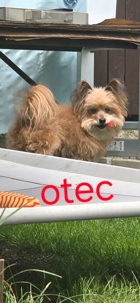 Nabízíme k prodeji dvě štěňata ( pejsky ) - 6