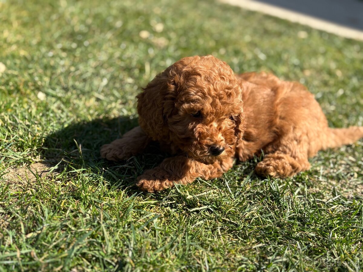 Pudl, pudel toy/ trpaslici - 6