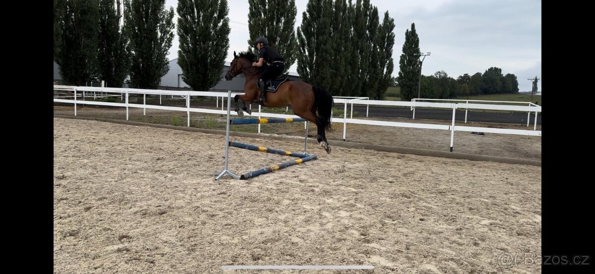Prodáme sportovního koně do drezury, do parkuru pro dítě, ju - 6