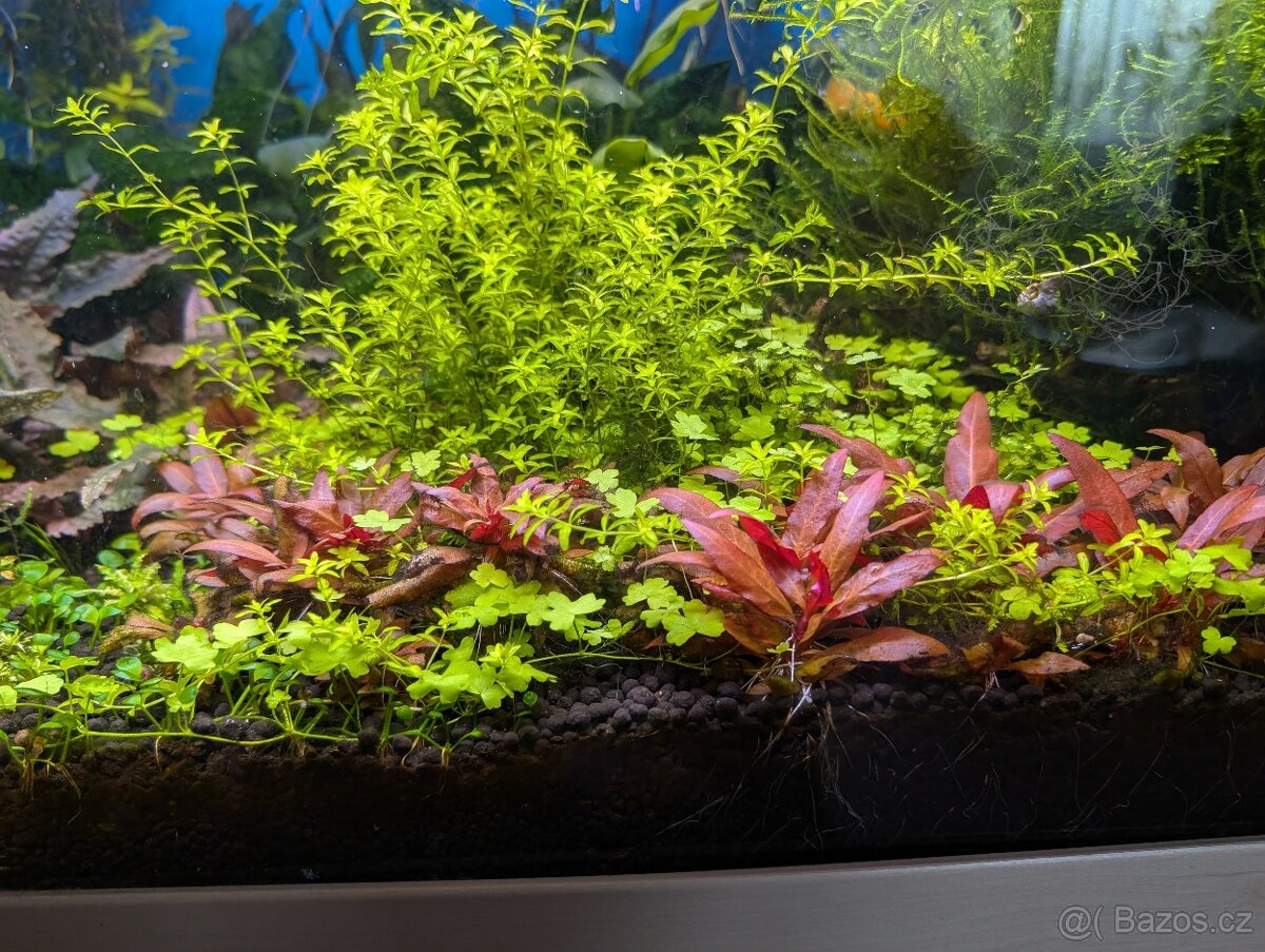 Akvarijní rostlinky - 6