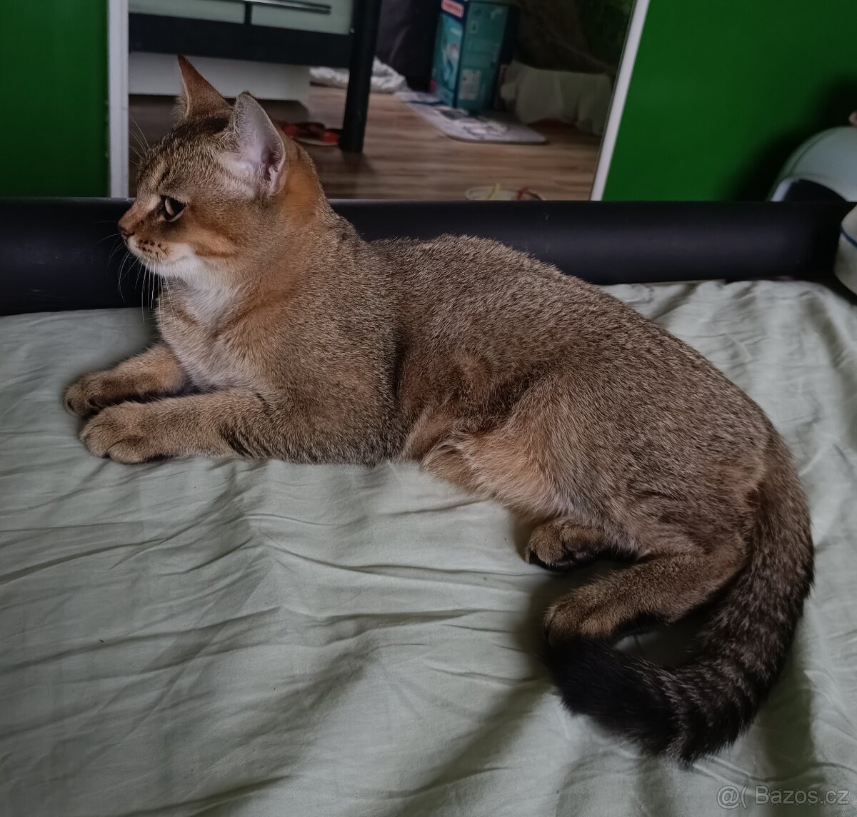 Britský kocourek bez PP - 6