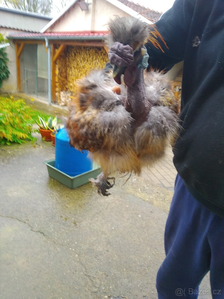 Kohouti Hedvábničky holokrčky a bílé velké vousaté - 6