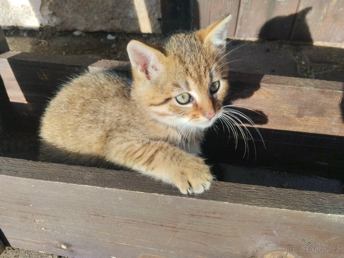 Daruji koťátka - 6
