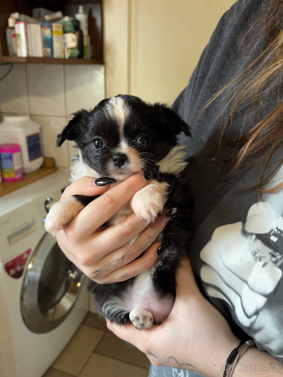 černobílá holčička s PP FCI - 6