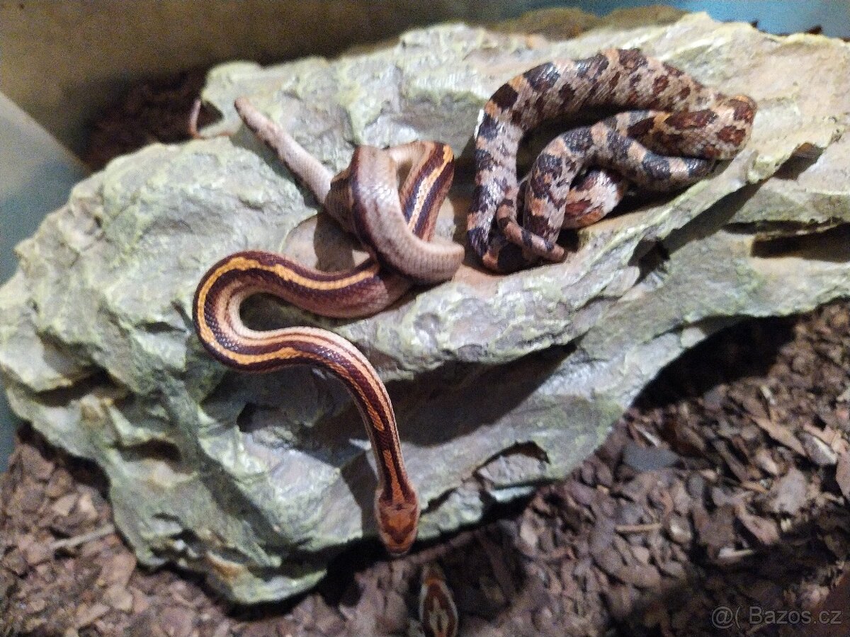 UŽOVKA ČERVENA - 6