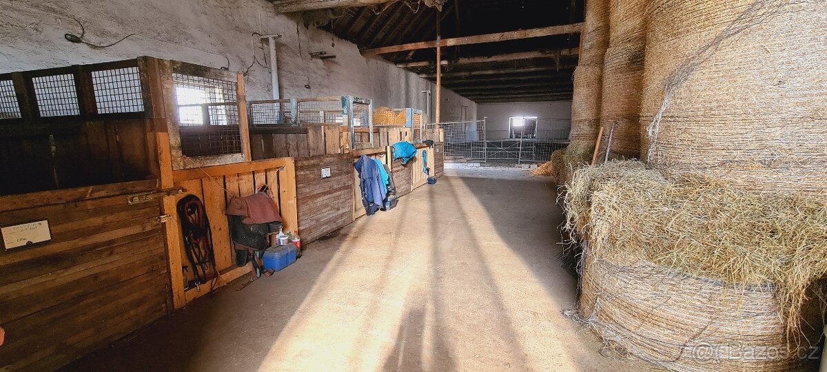 Pastevní ustájení s možností boxu-jedno místo volné - 6