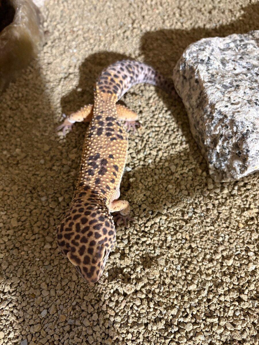 Gekončík noční, páreček s teráriem - 6