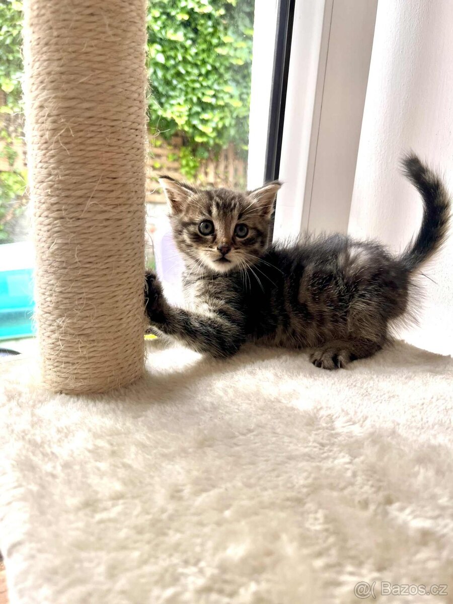 Daruji kocourka - 6