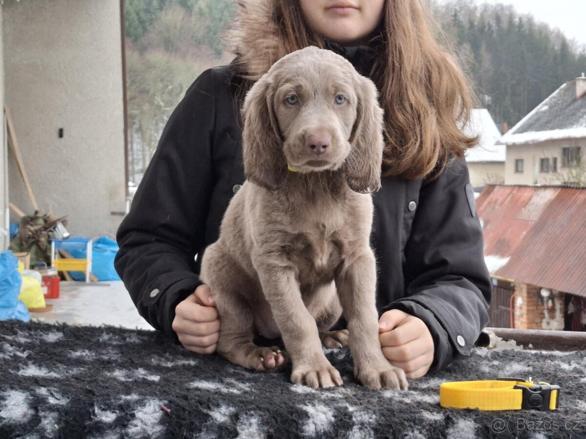 Výmarský ohař dlouhosrstý, štěňata s PP - 6