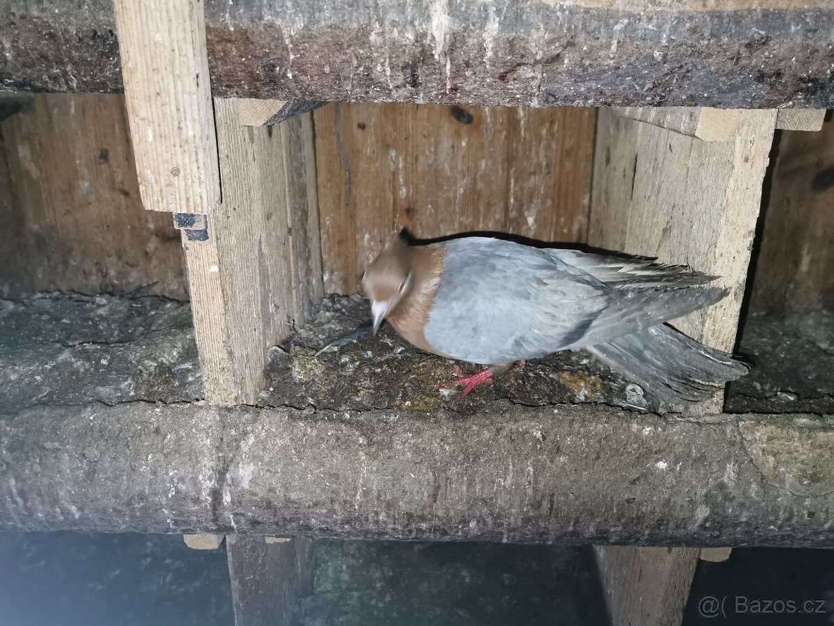 Slepice perličky, holubi - 6