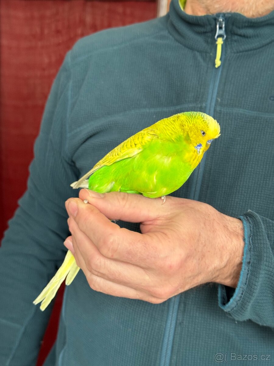 Andulky krotké a ochočené - 6