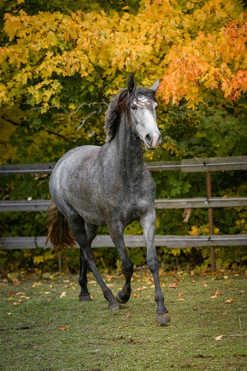 Lusitano charakterní klisna - 6