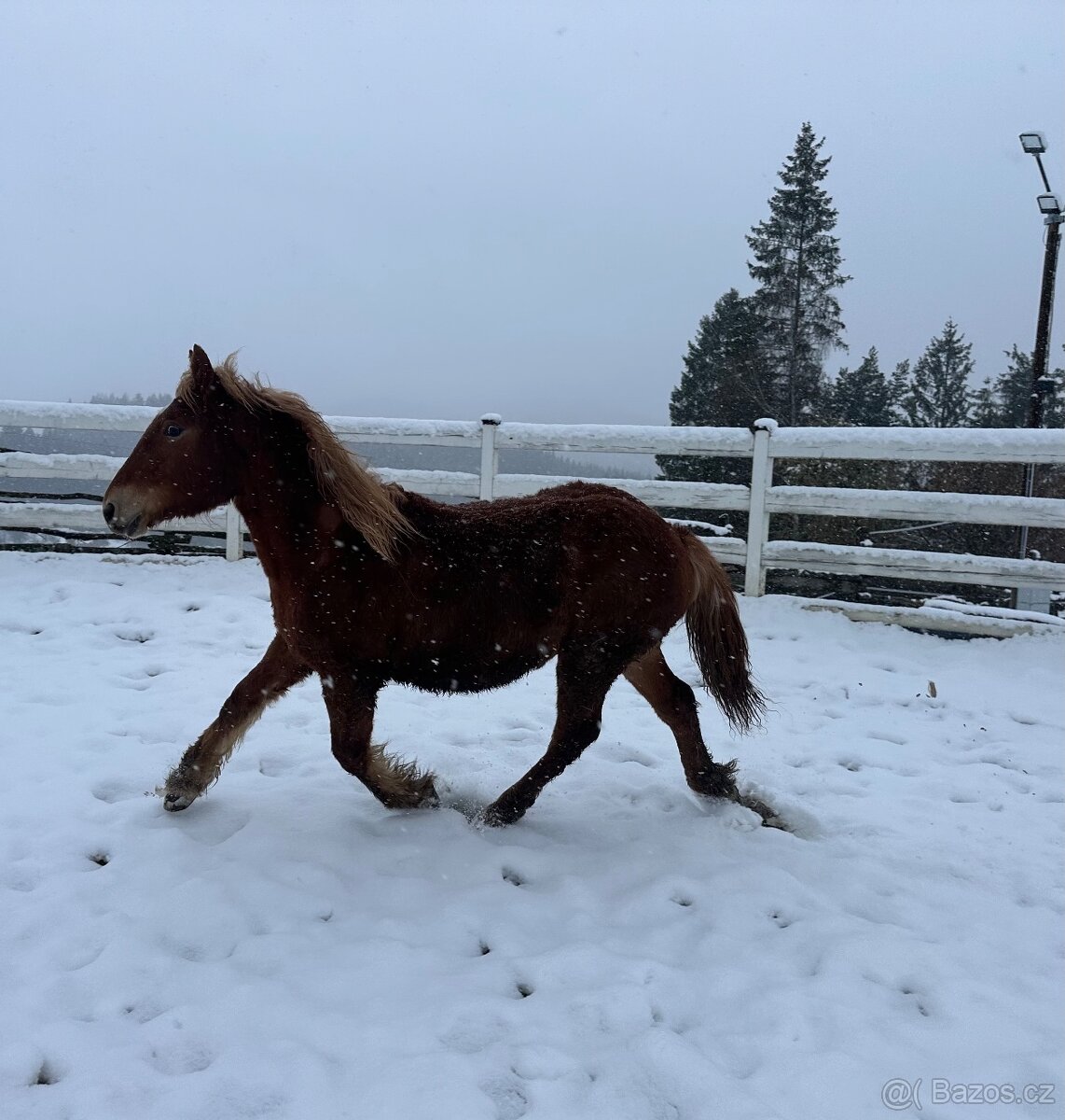 Chladnokrevna kobyla - 6