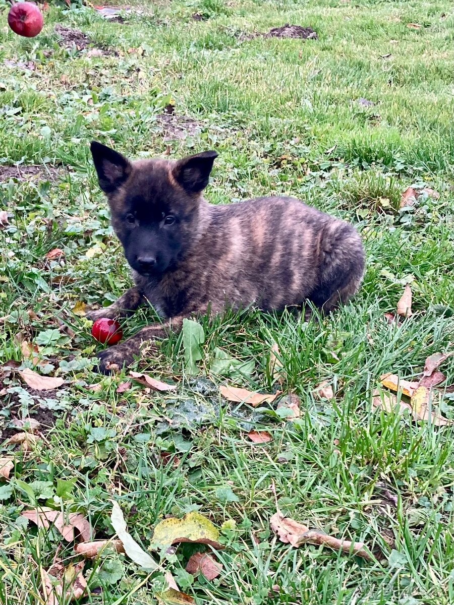 Prodám štěňátka - 6