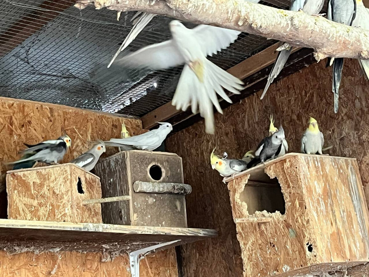 loňské korely - různé barvy - 6