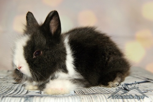 Zakrslí králíčci Teddy s VP (Vánoční miminka)-doprava po ČR - 6