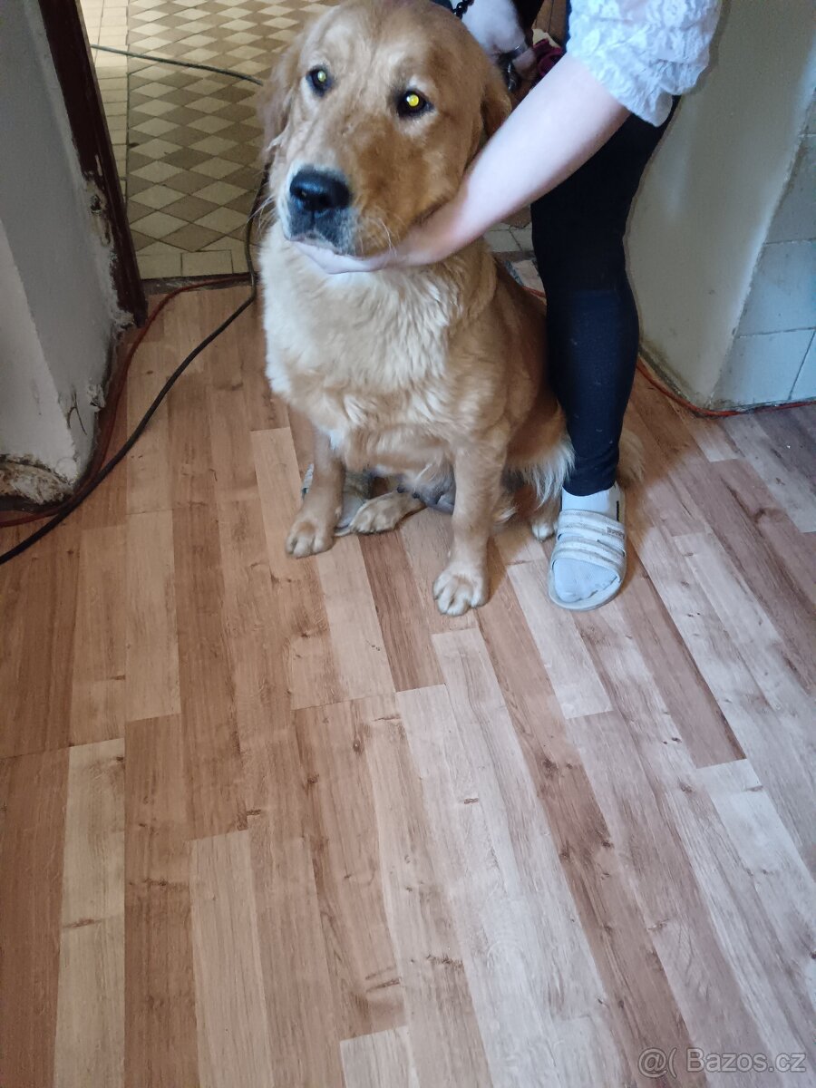 Zlatý retrívr fenka je v rezervaci - 6