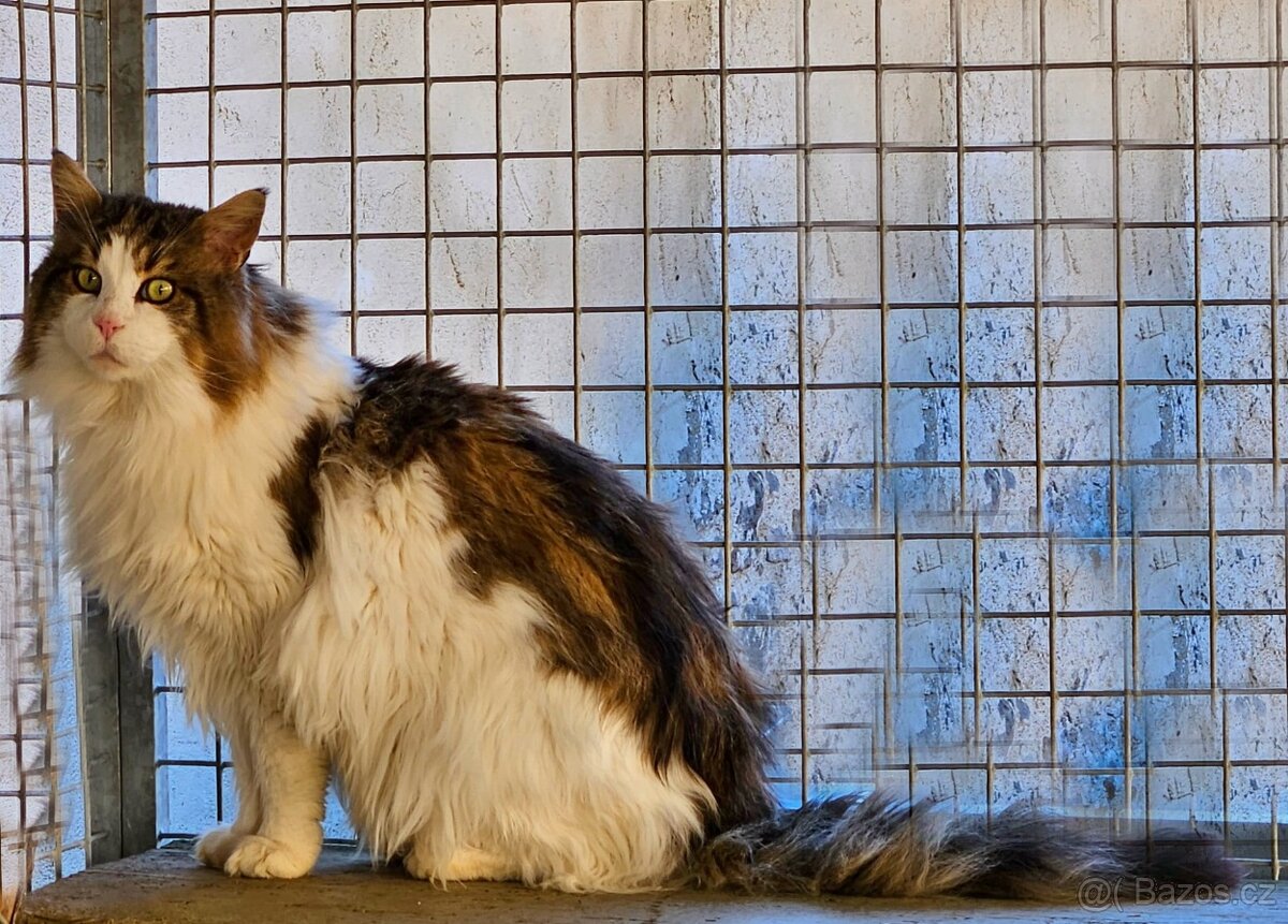 Mainský mývalí kocour - 6