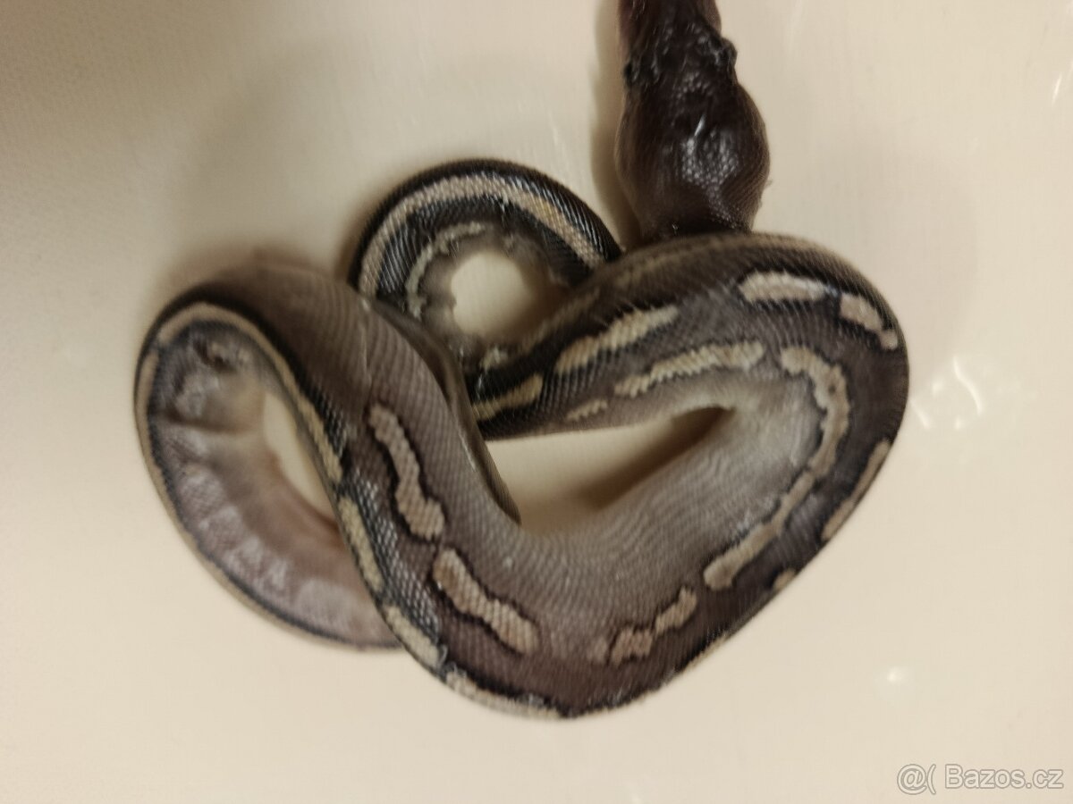 Krajta královská - 6