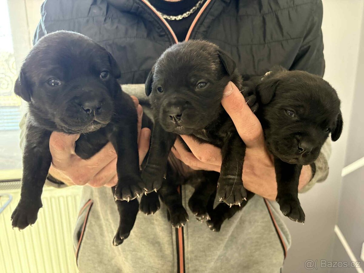 Stafordšírský bulteriér bez PP - 6