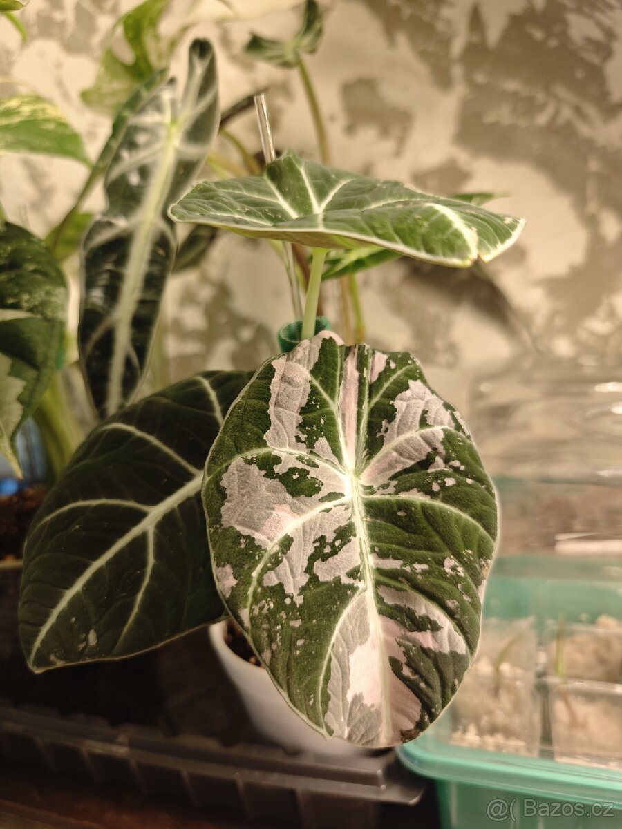 Alocasia - hlízky / rostlinky - 6