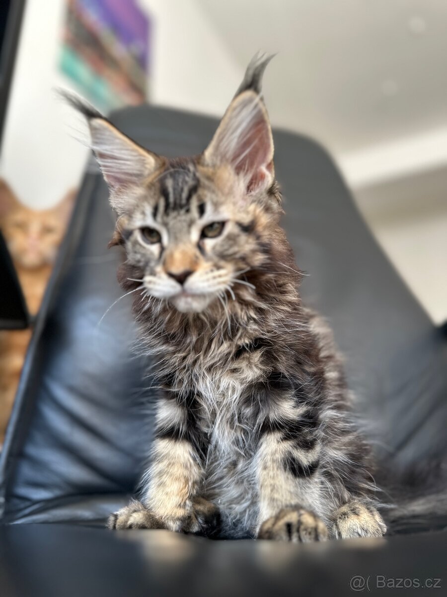 mainska mývalí s pp - 6