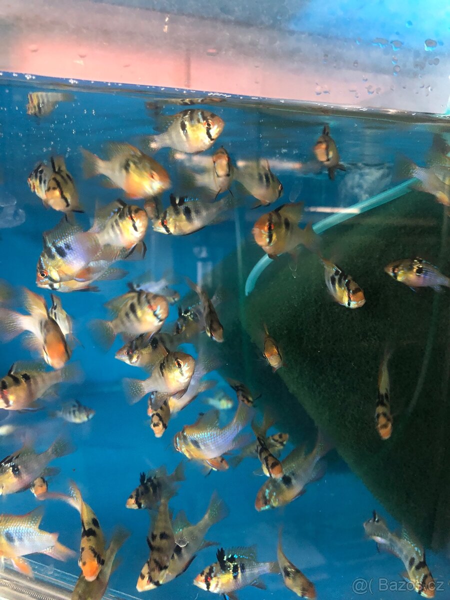 Nedělní prodej Akvarijních ryb - 6
