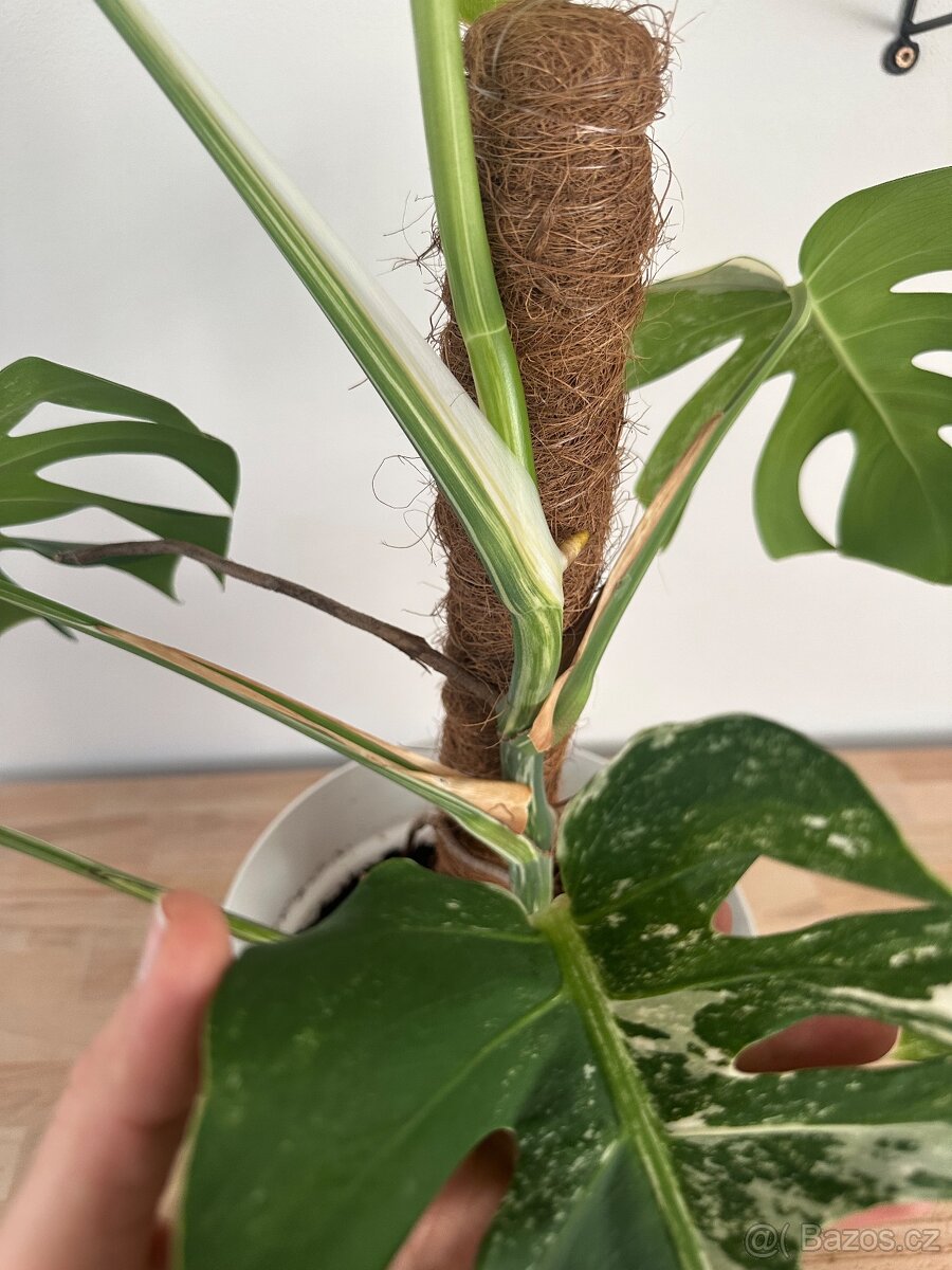 Monstera Albo variegata "Panašovaná'' - 6