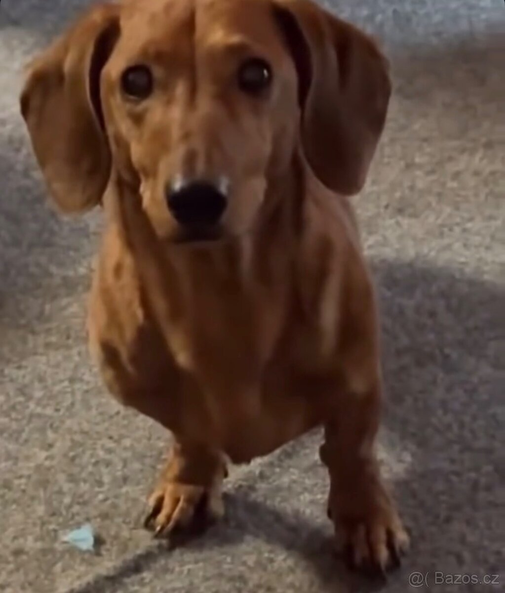 Nabízíme jezevčíka bez PP ke krytí - 6