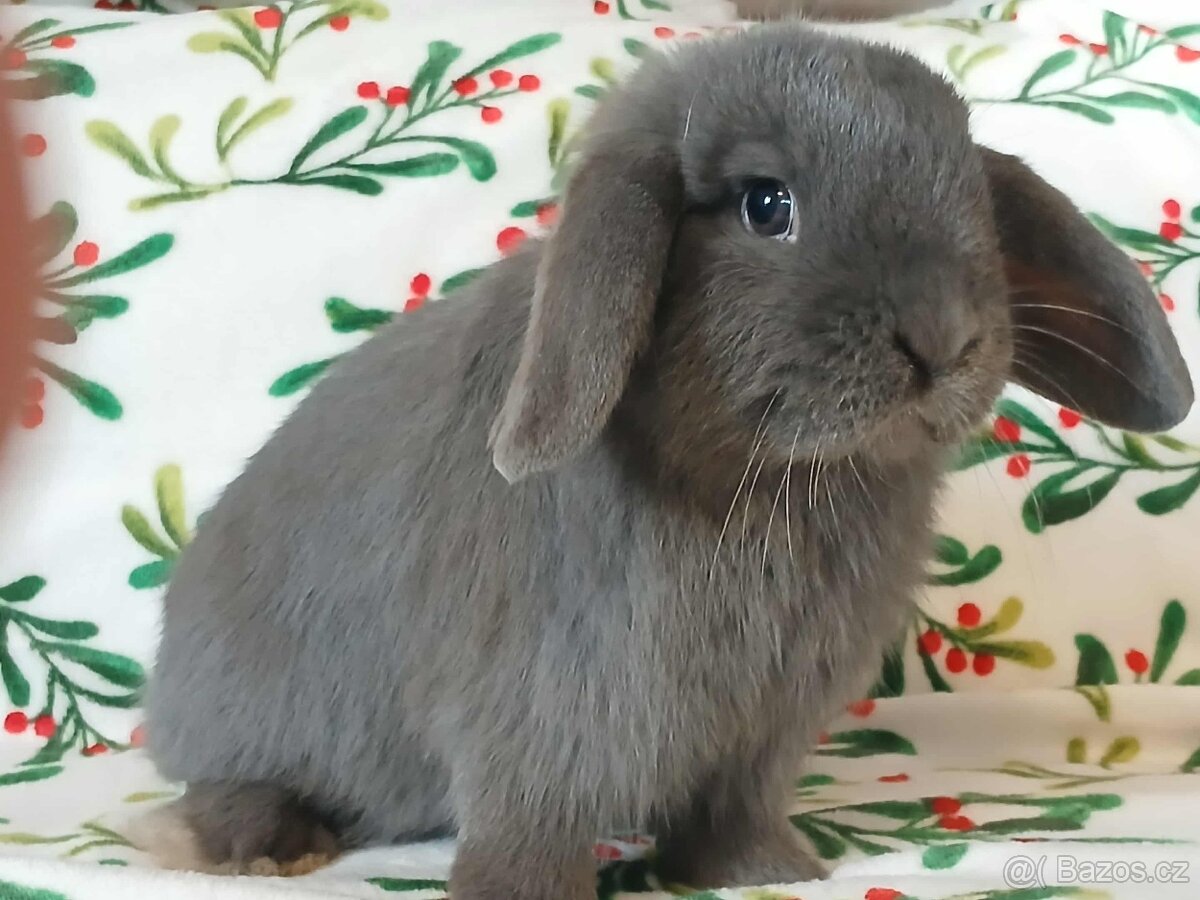 Volná samička - Anglický Zakrslý Beránek MiniLop🍑🧡🤍 - 6