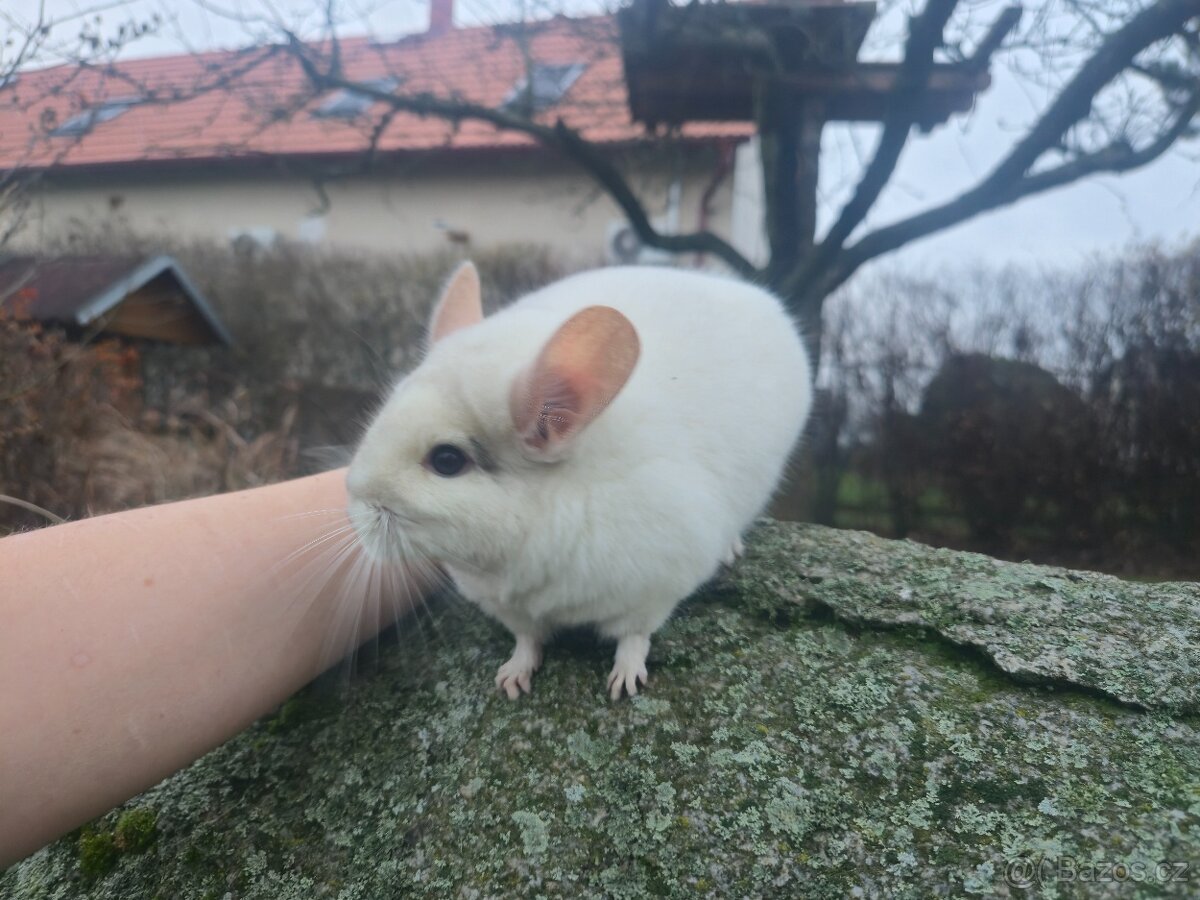 Činčila- samec, samice - 6