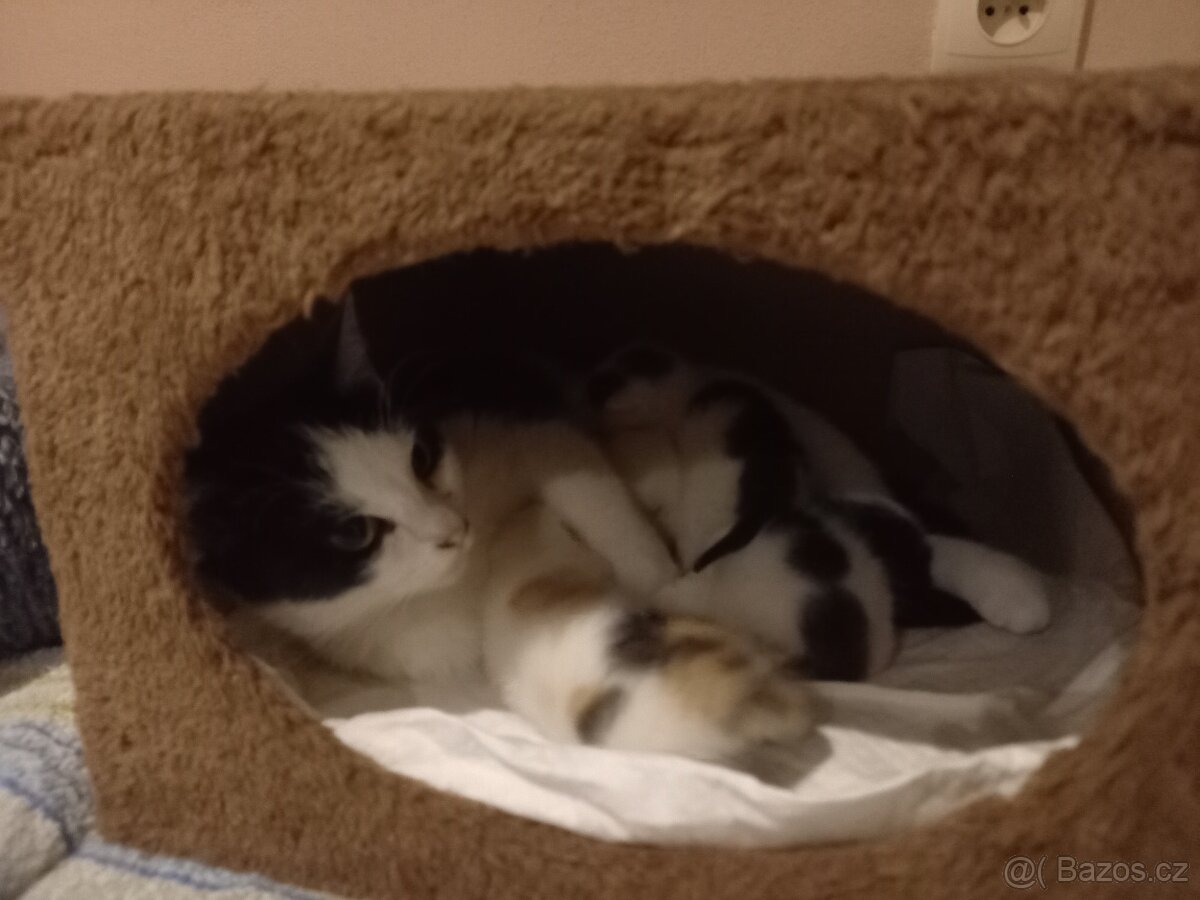 Darujeme kočičky do dobrých rukou - 6